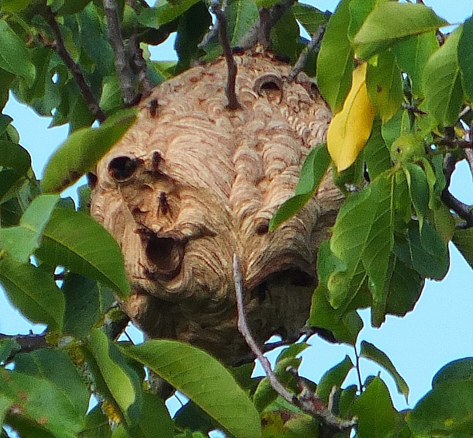 Signalement Frelon asiatique